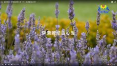 陳蘭麗細語心聲