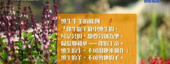 《靈情日記 – 舊約》- 第359集 : 仁厚憐憫的心