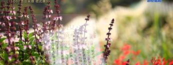 創世電視《靈情日記》第166集 –  活出見證  彼此建立