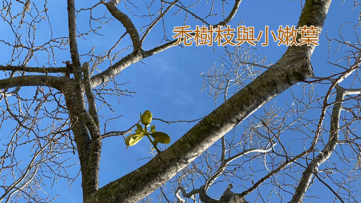 禿樹枝與小嫩葉 | 祝福在線你我祂 – 美國影音使團
