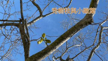 禿樹枝與小嫩葉